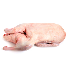 Duck rawisolated shutterstock 131840129 1000px 1 